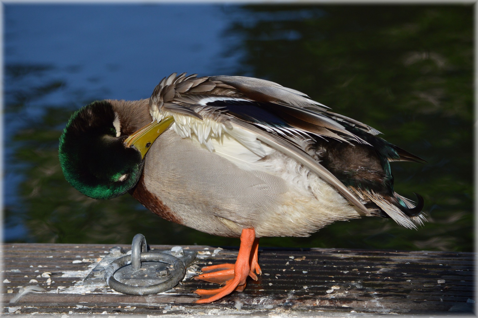 duck water animal free photo