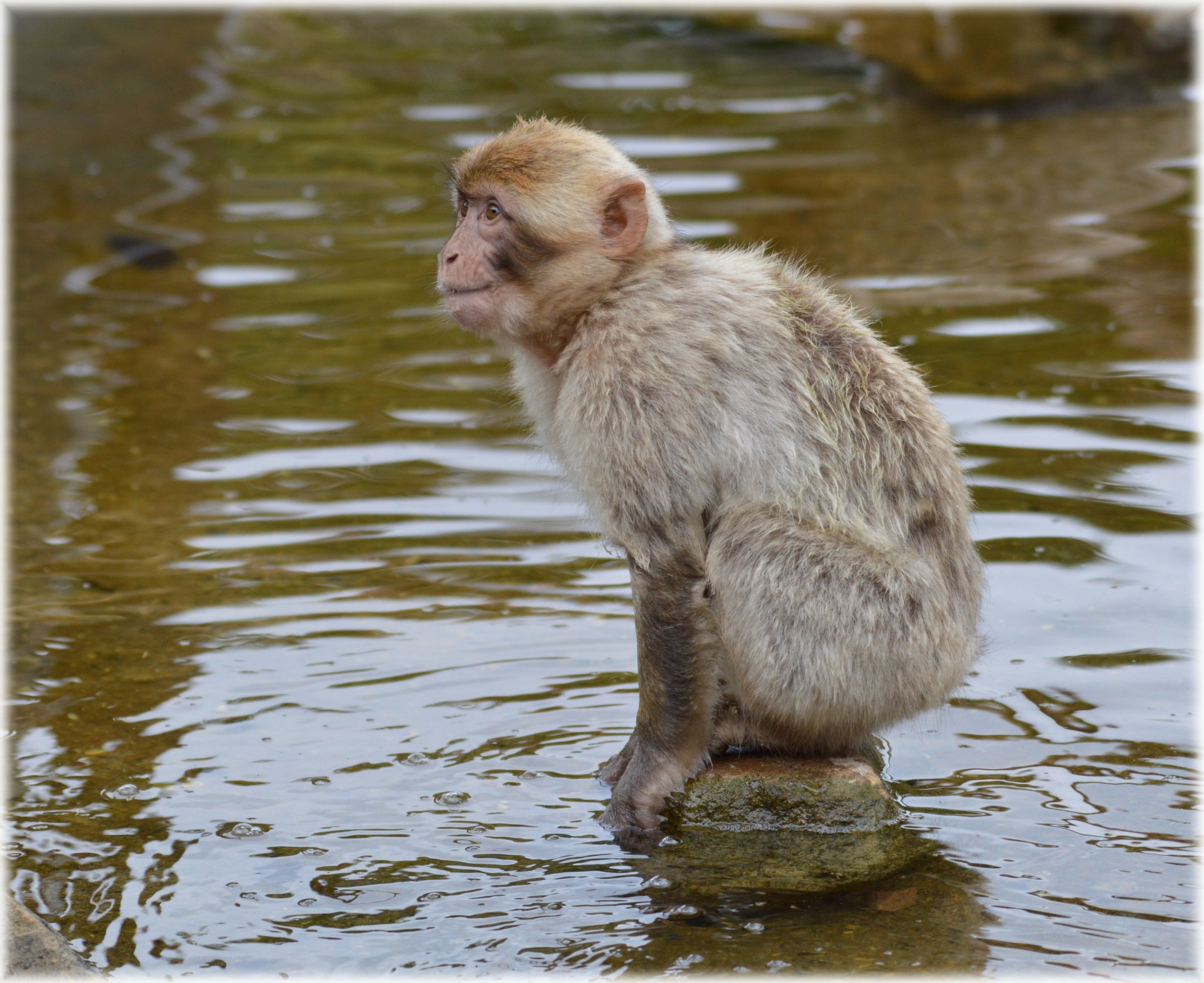 Monkey,play,slide,water,the water monkey 10 - free image from 