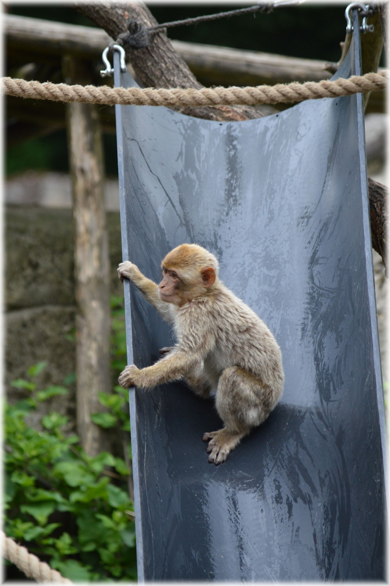 monkey play slide free photo
