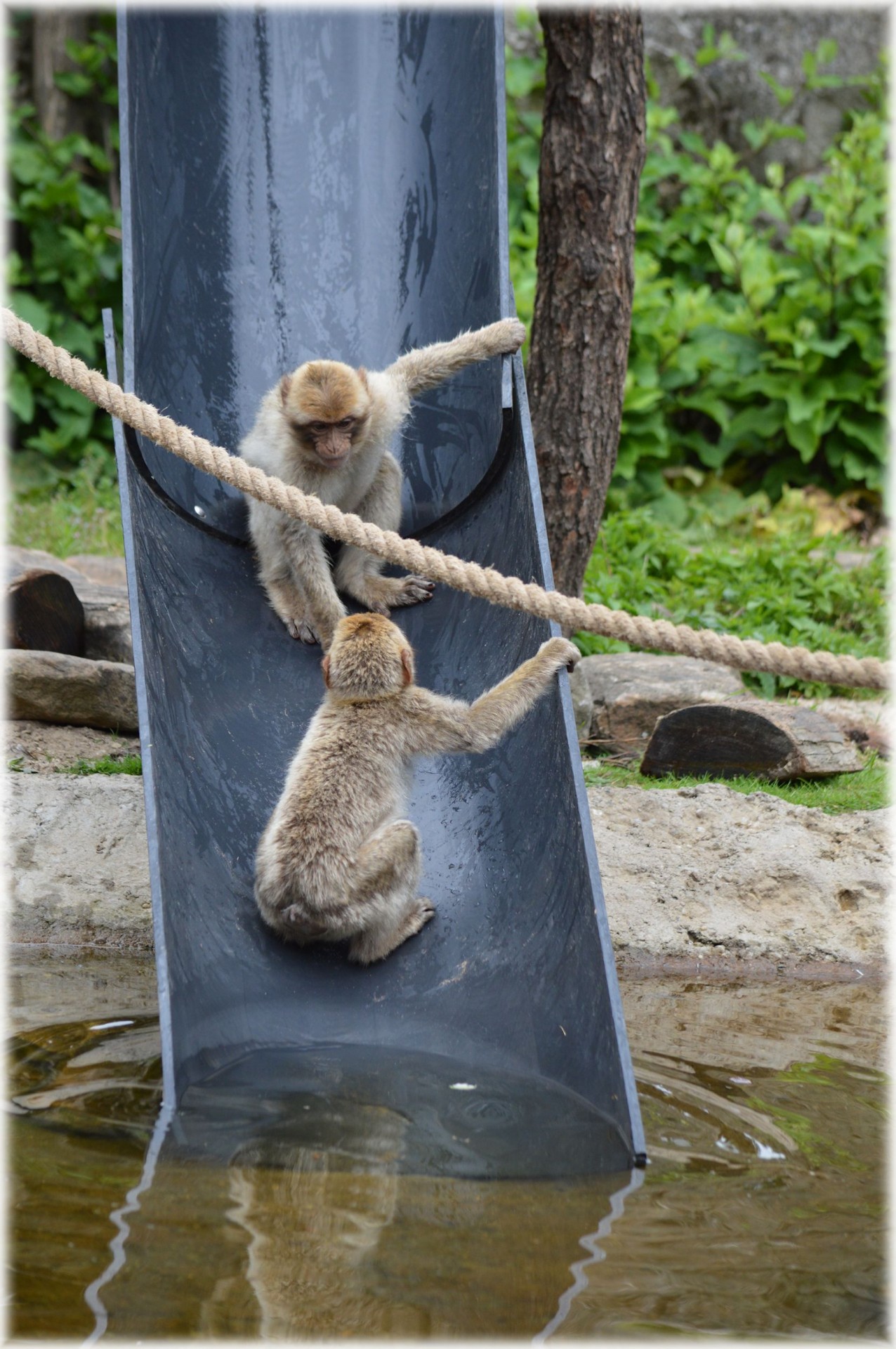 monkey play slide free photo