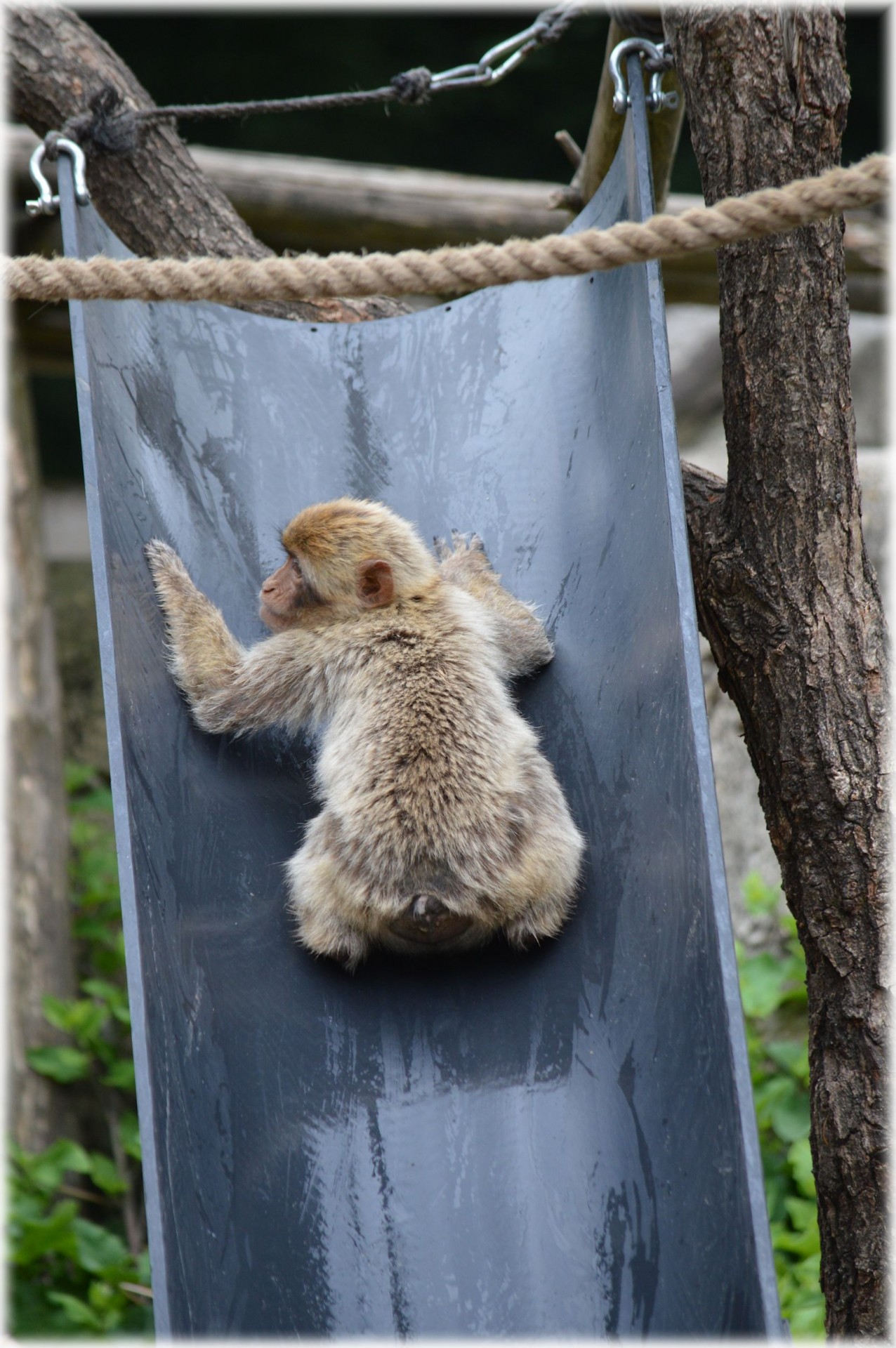 monkey play slide free photo