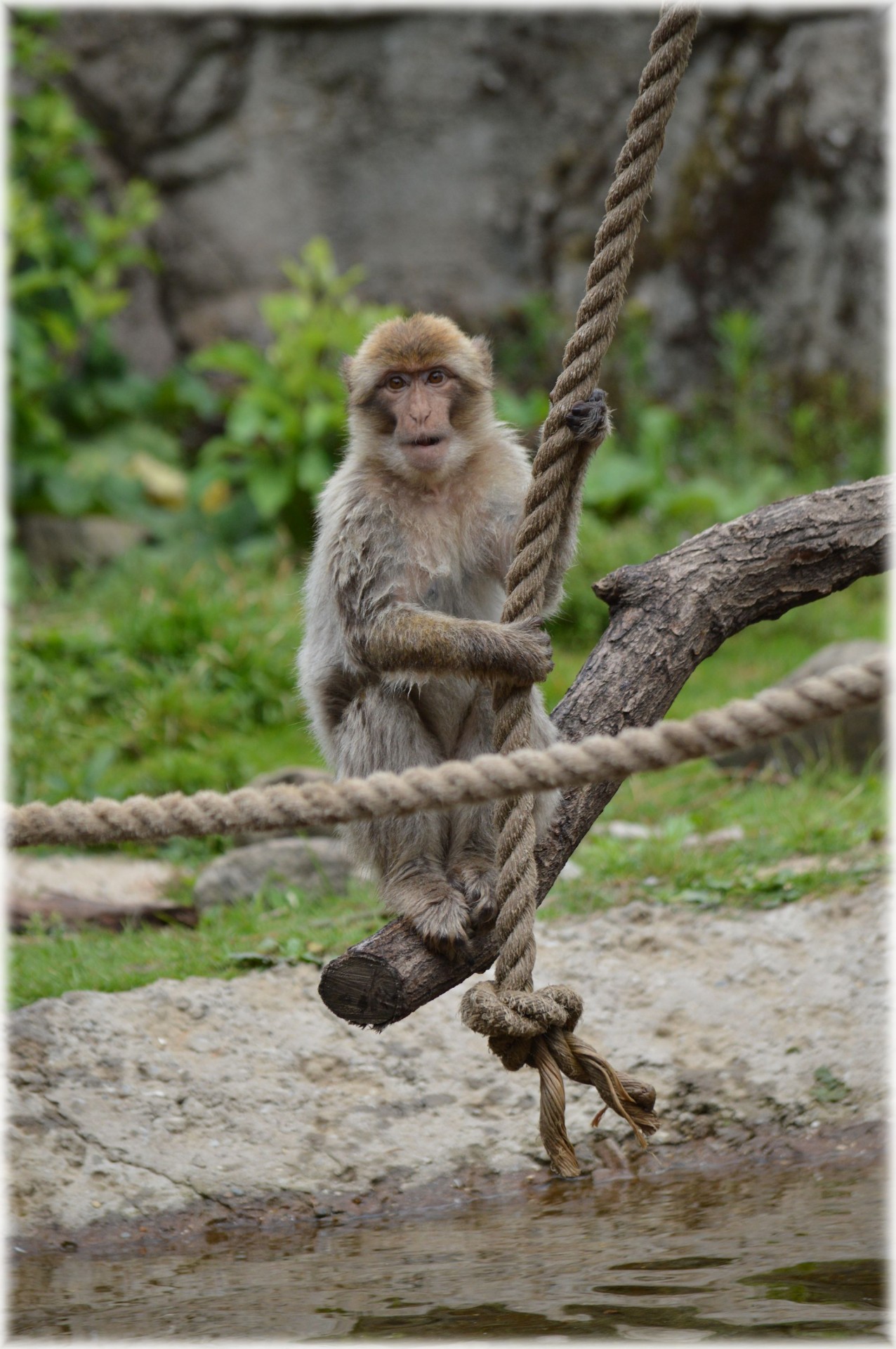 monkey play slide free photo