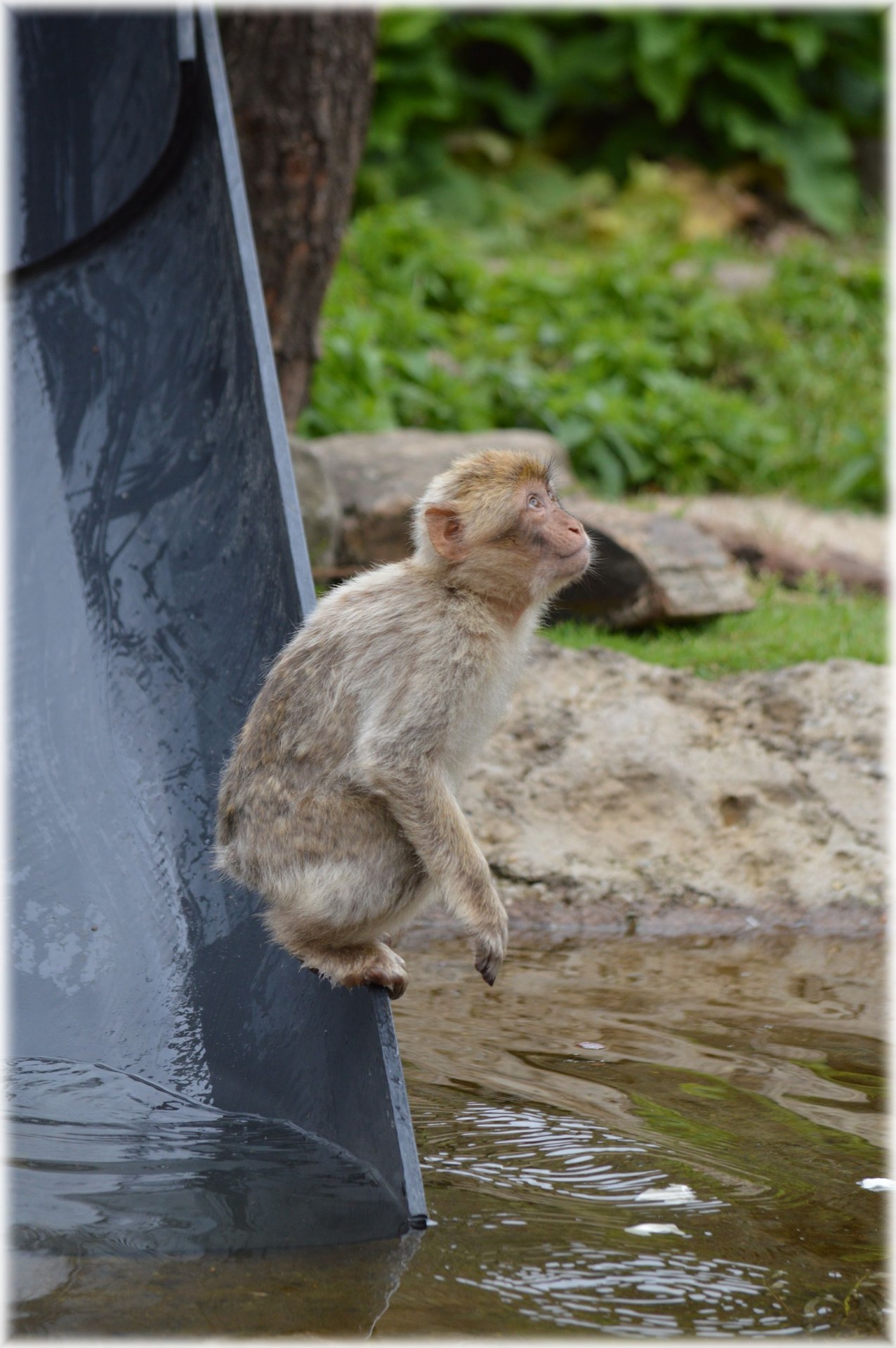 monkey play slide free photo