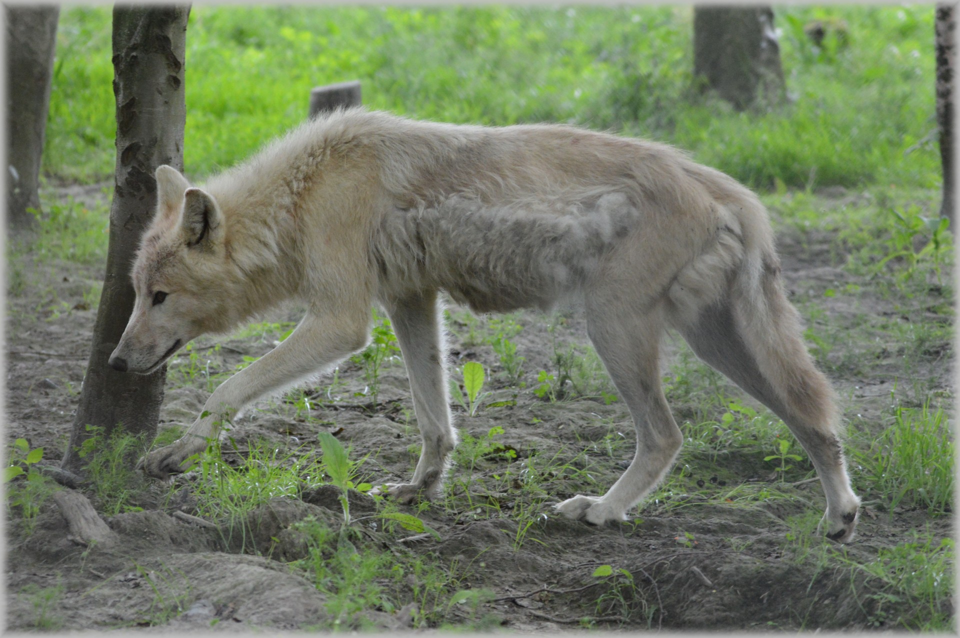 wolf predator european wolf free photo
