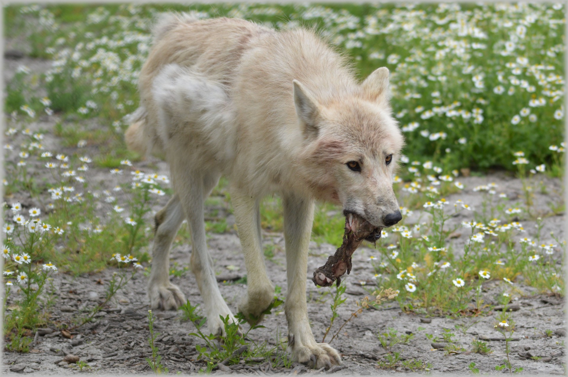 wolf predator european wolf free photo