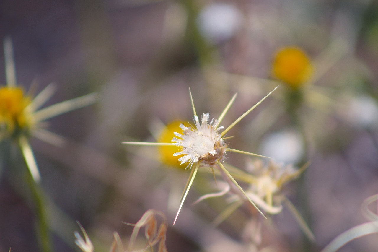 dea nature flower free photo