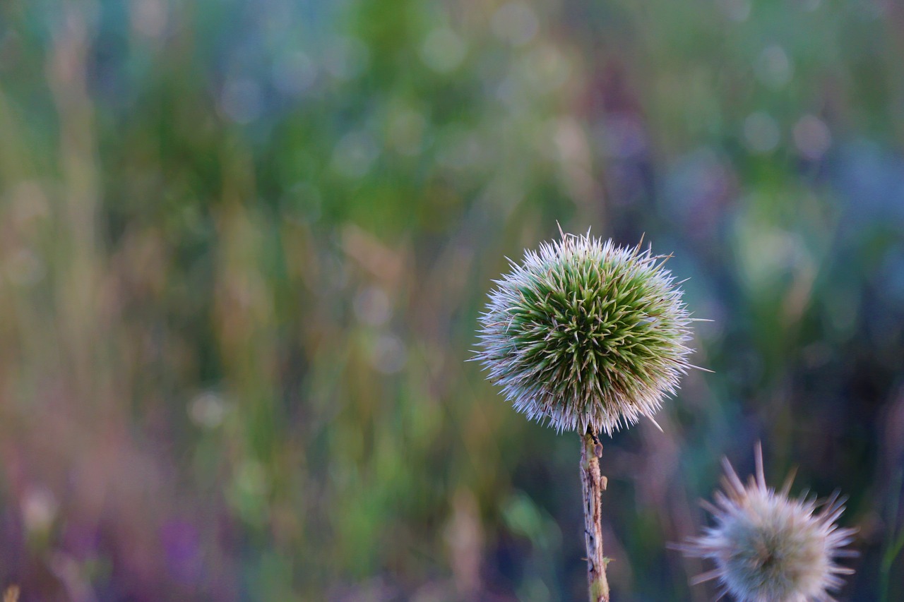 dea  flower  plant free photo