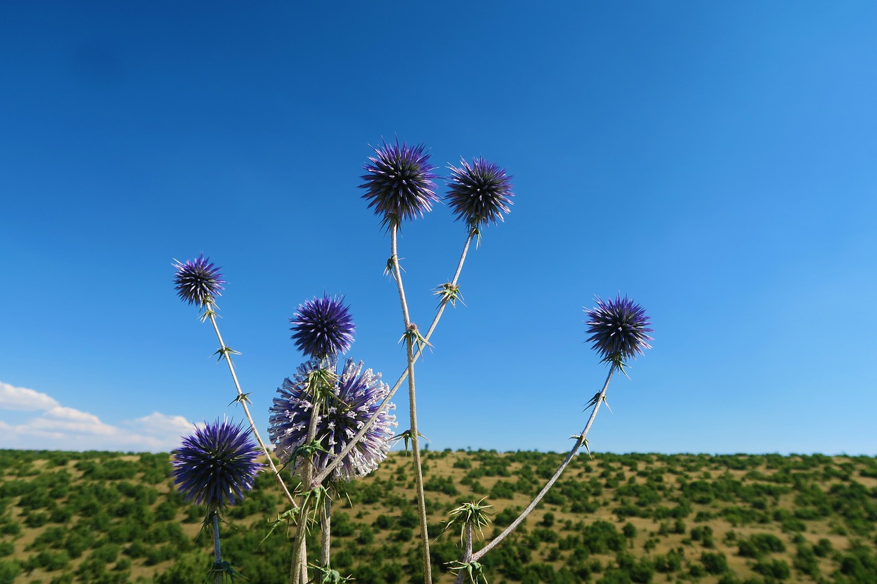 dea  flower  plant free photo