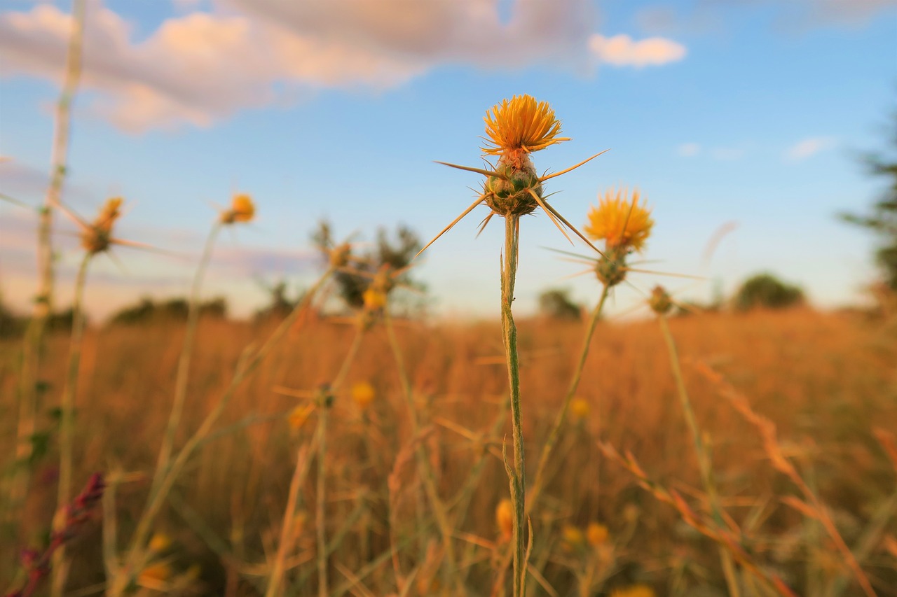 dea  plant  flower free photo