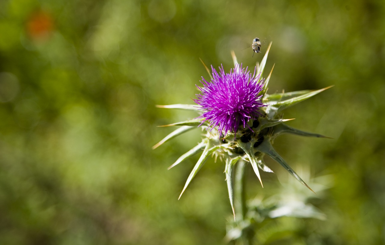 dea  flower  plant free photo