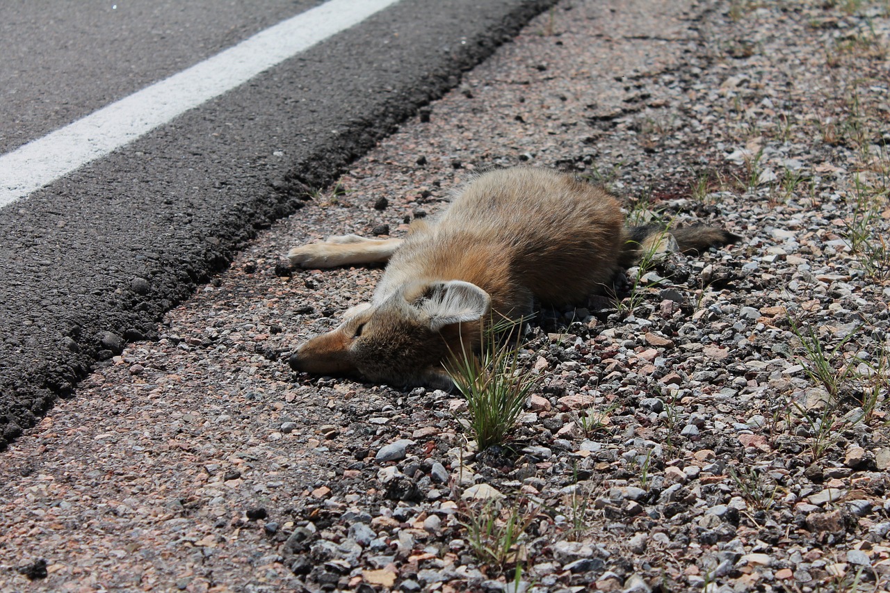 dead fox killed free photo