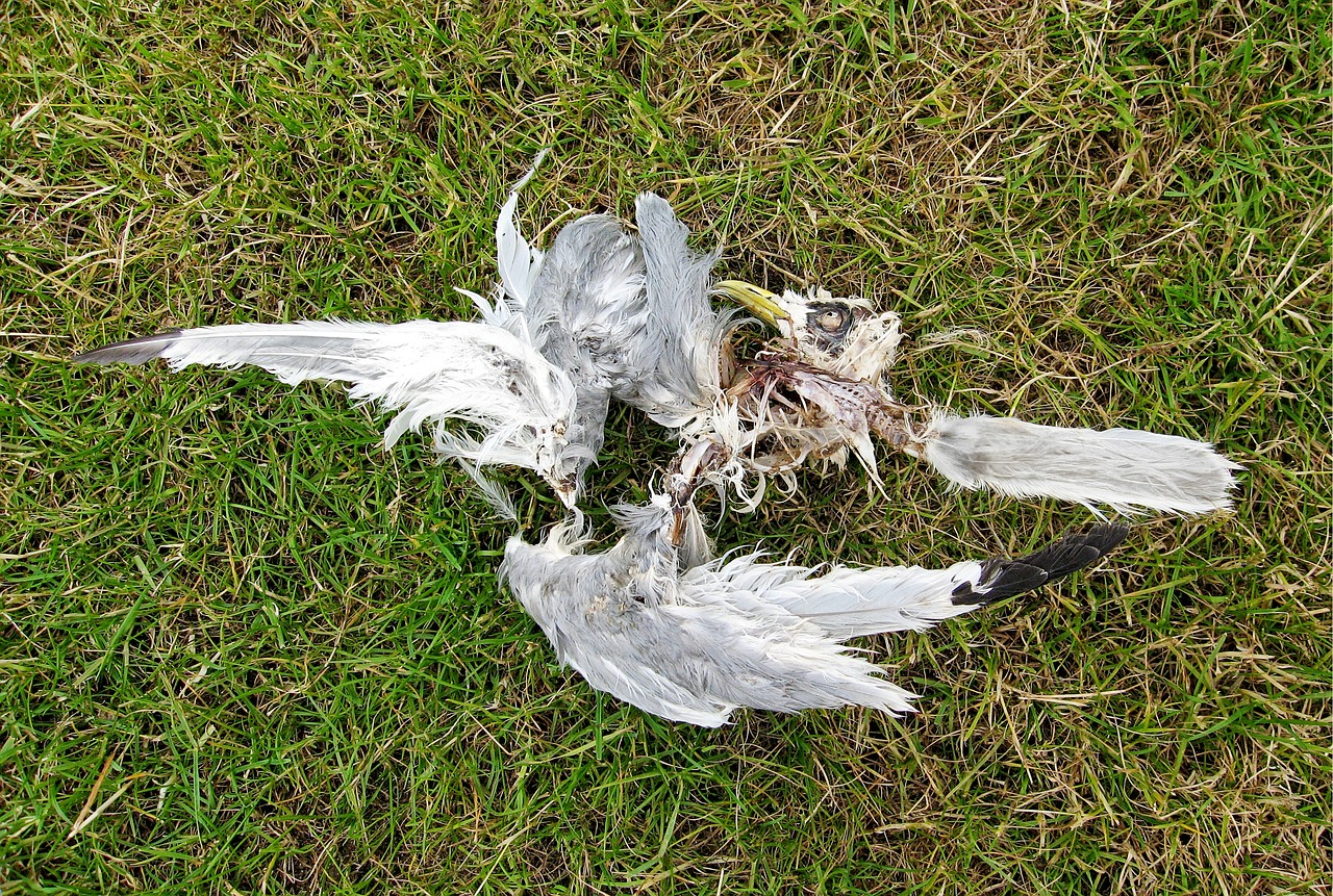 dead bird gull free photo