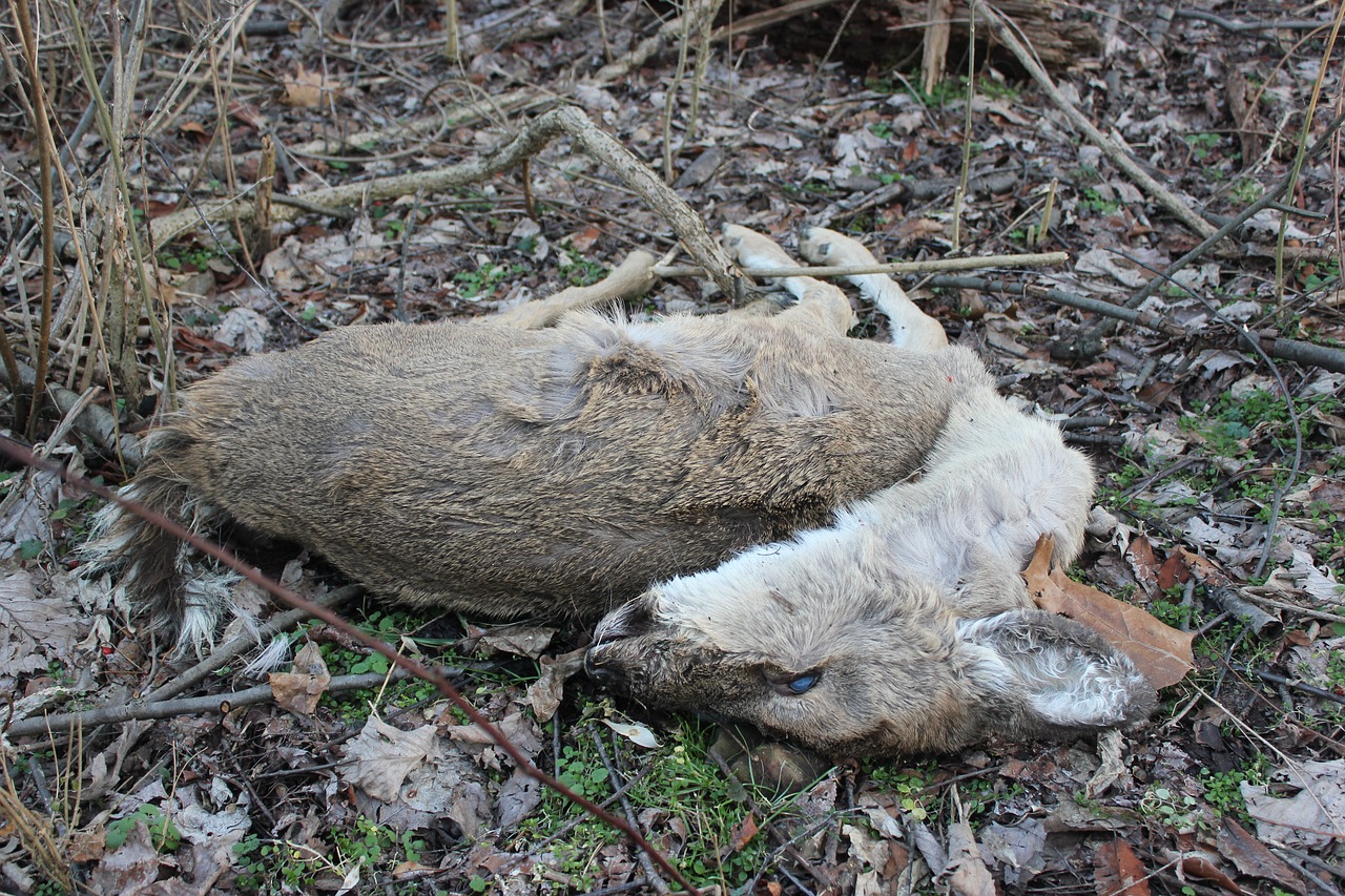 deer dead lifeless free photo