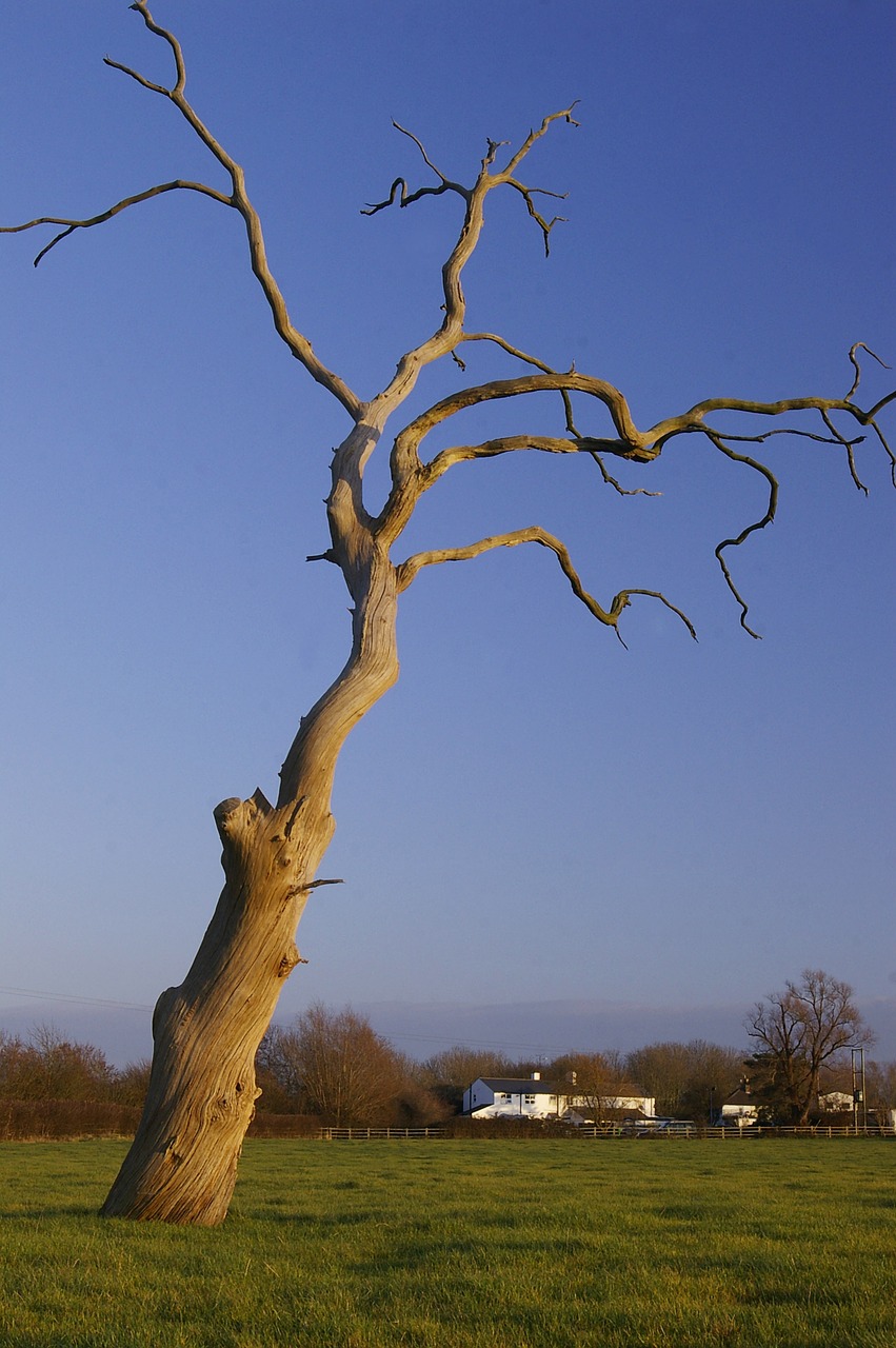 dead tree field free photo