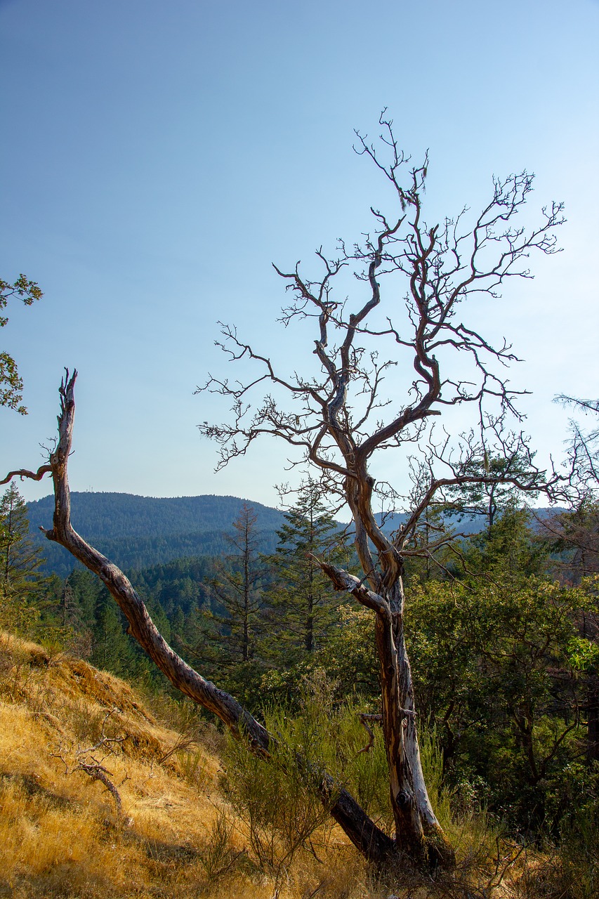 dead  tree  mountains free photo