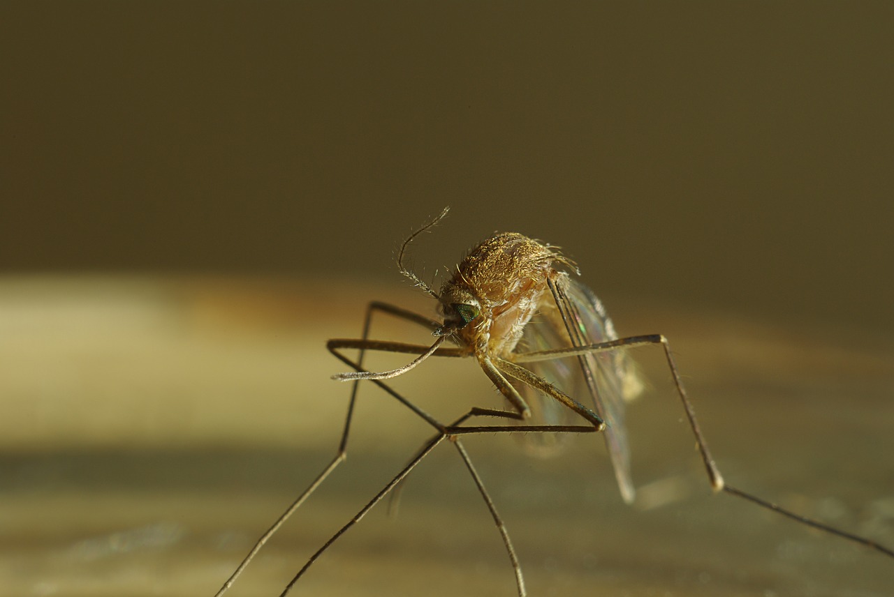 dead  mosquito  macro free photo