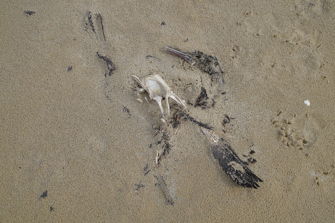 dead  bird  decay free photo