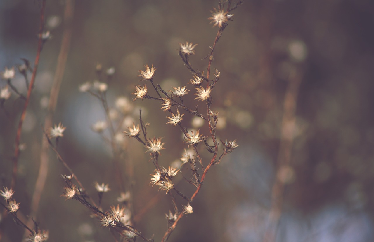 dead flowers winter free photo