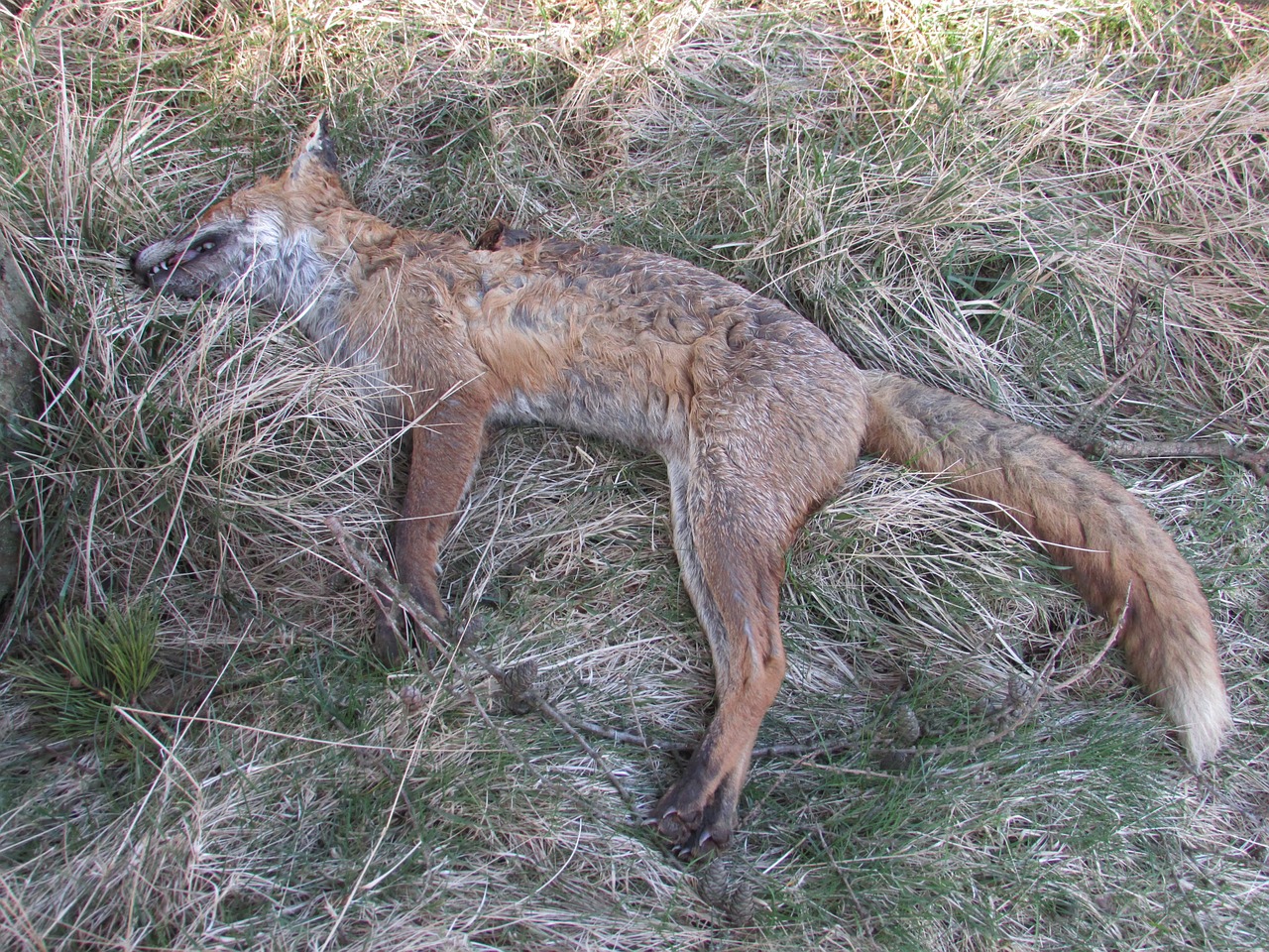 dead fox death free photo