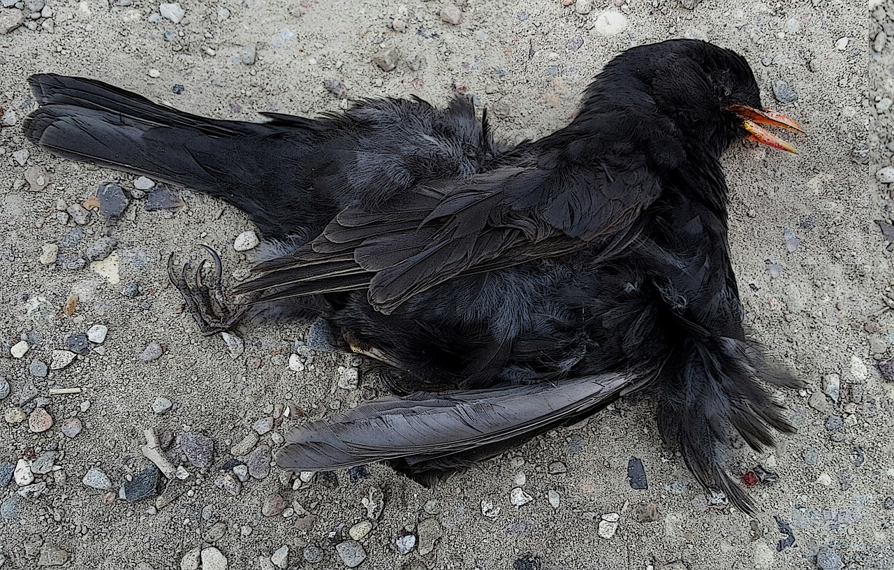 dead blackbird at the end of life bird feathers free photo