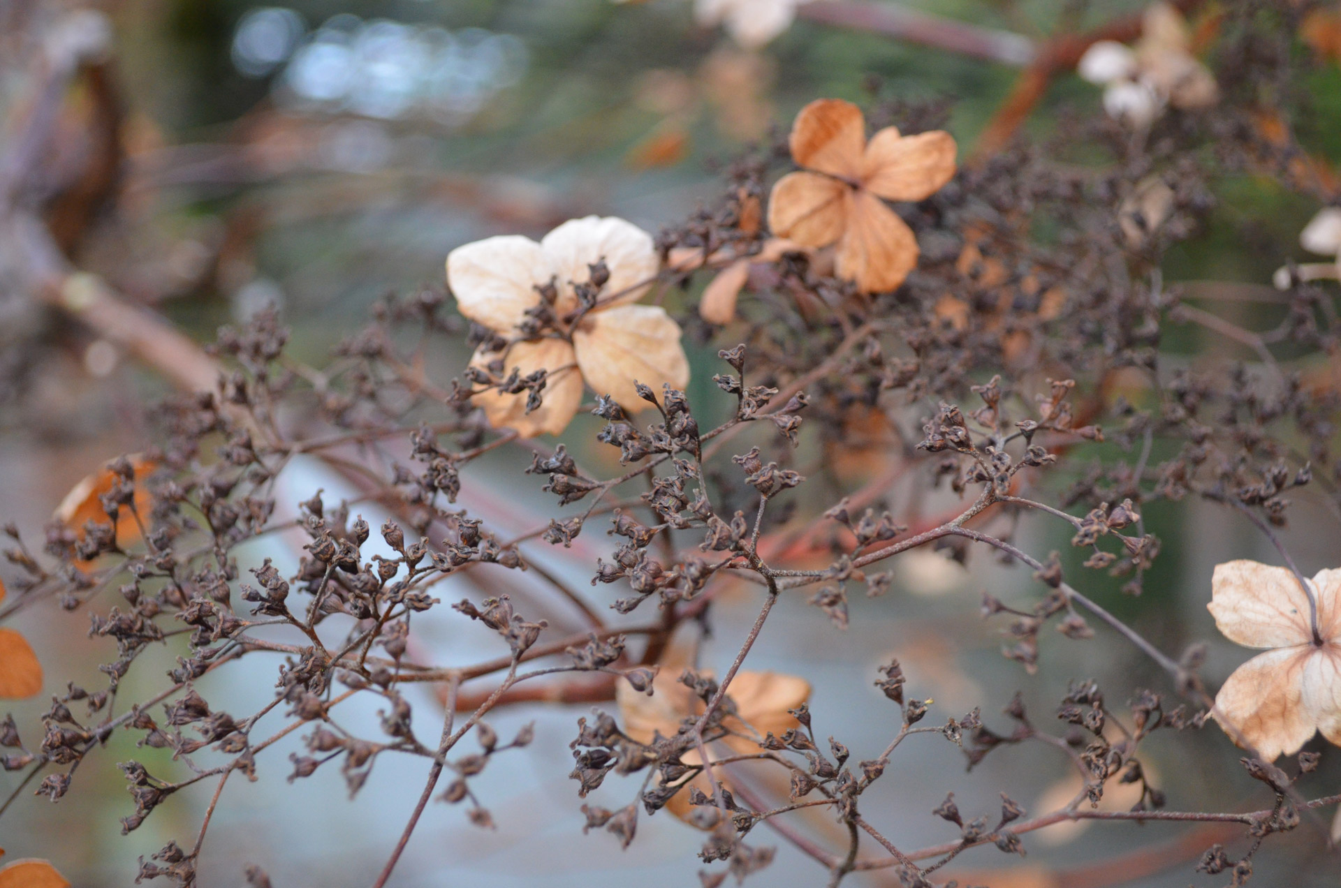 dead blooms seasons free photo