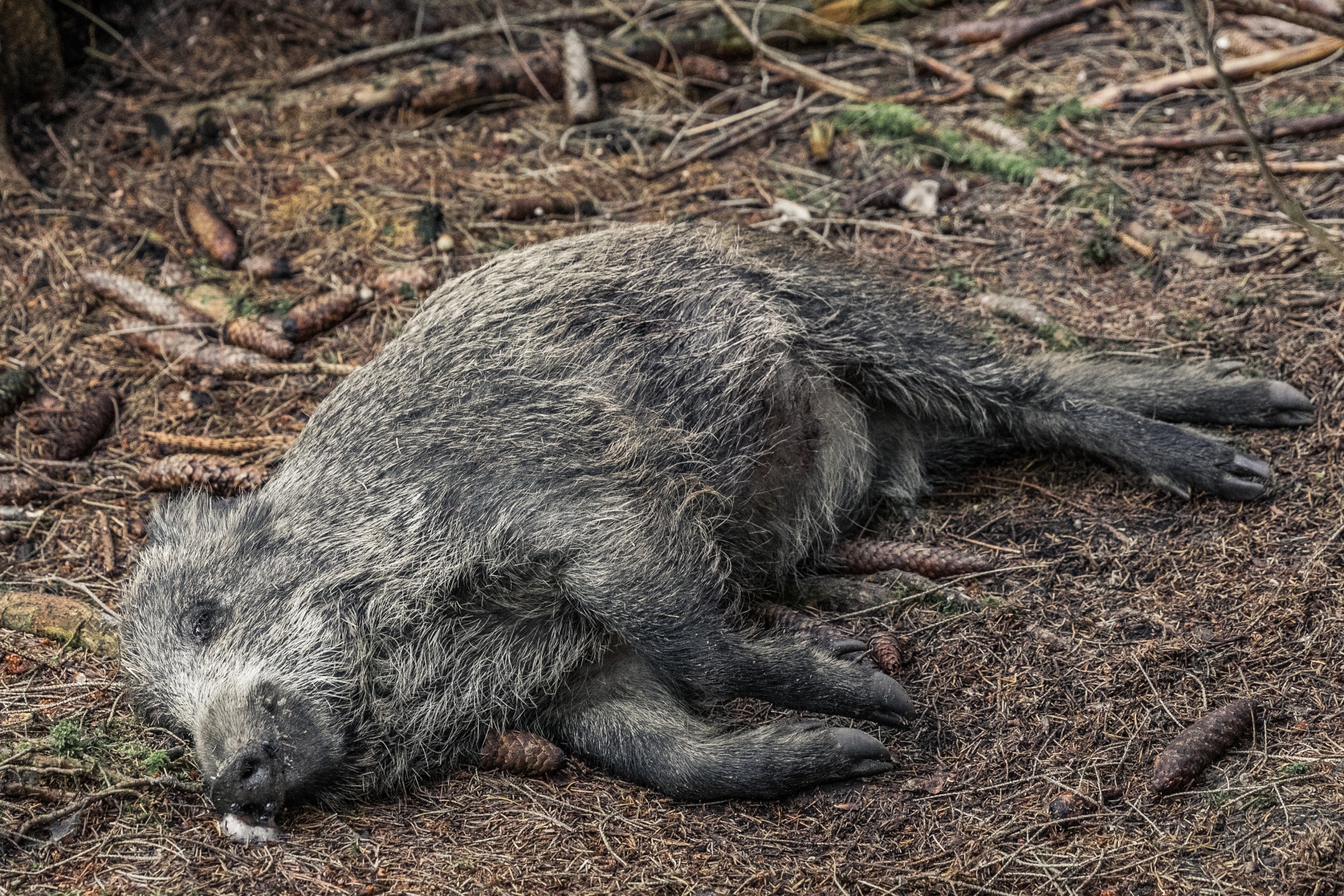 animal black boar free photo