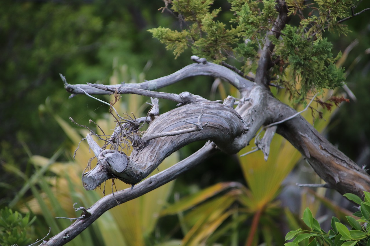 dead branch bermuda nature free photo