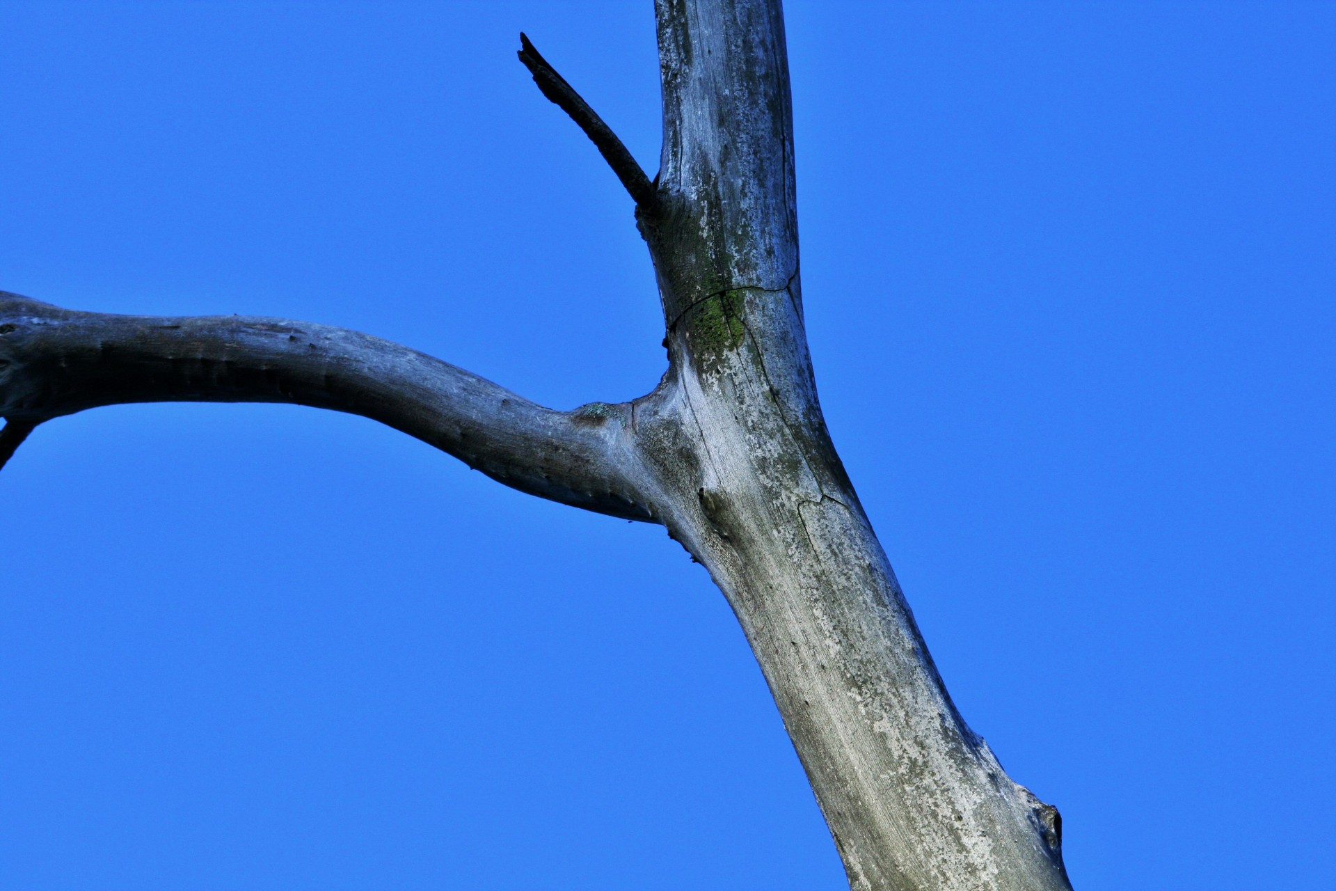 tree dead branch free photo