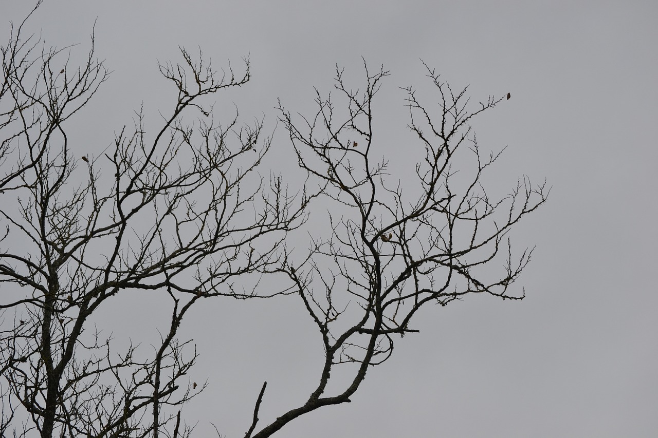 dead branches winter fall free photo