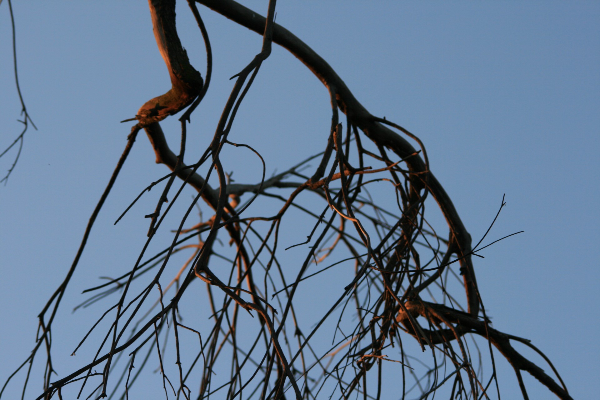 Wind on a dry branch. Мертвые ветки деревьев. Деревья весело качали ветвями. Dead Branches.