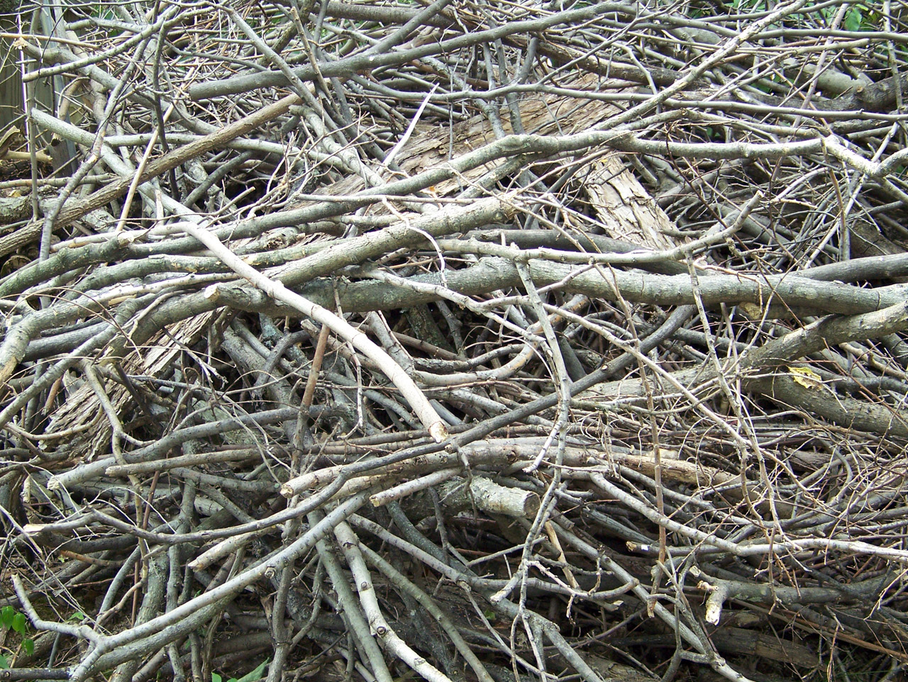 Pile of tree branch, wood stick photo, Stock image