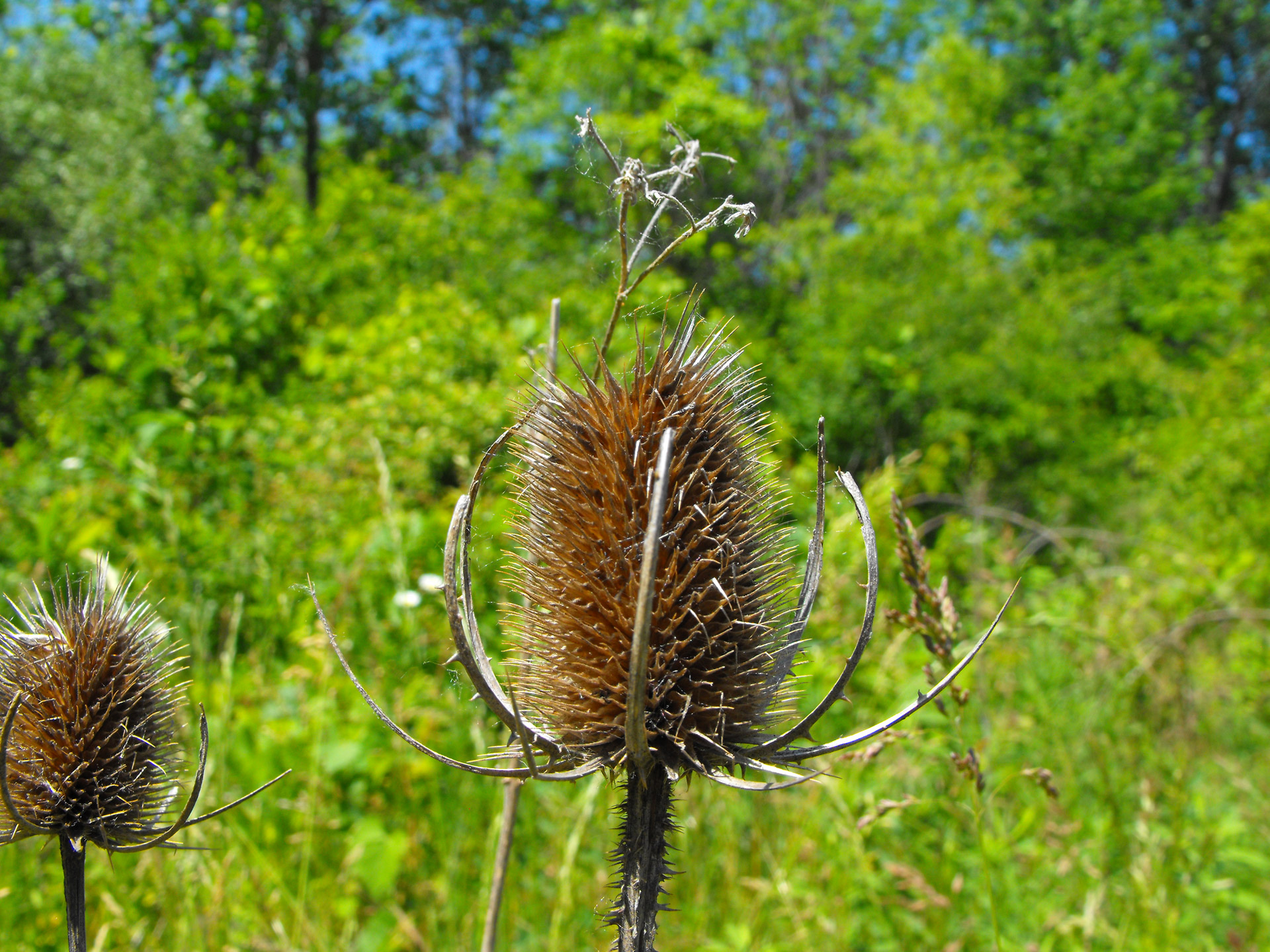 flower plant brown free photo