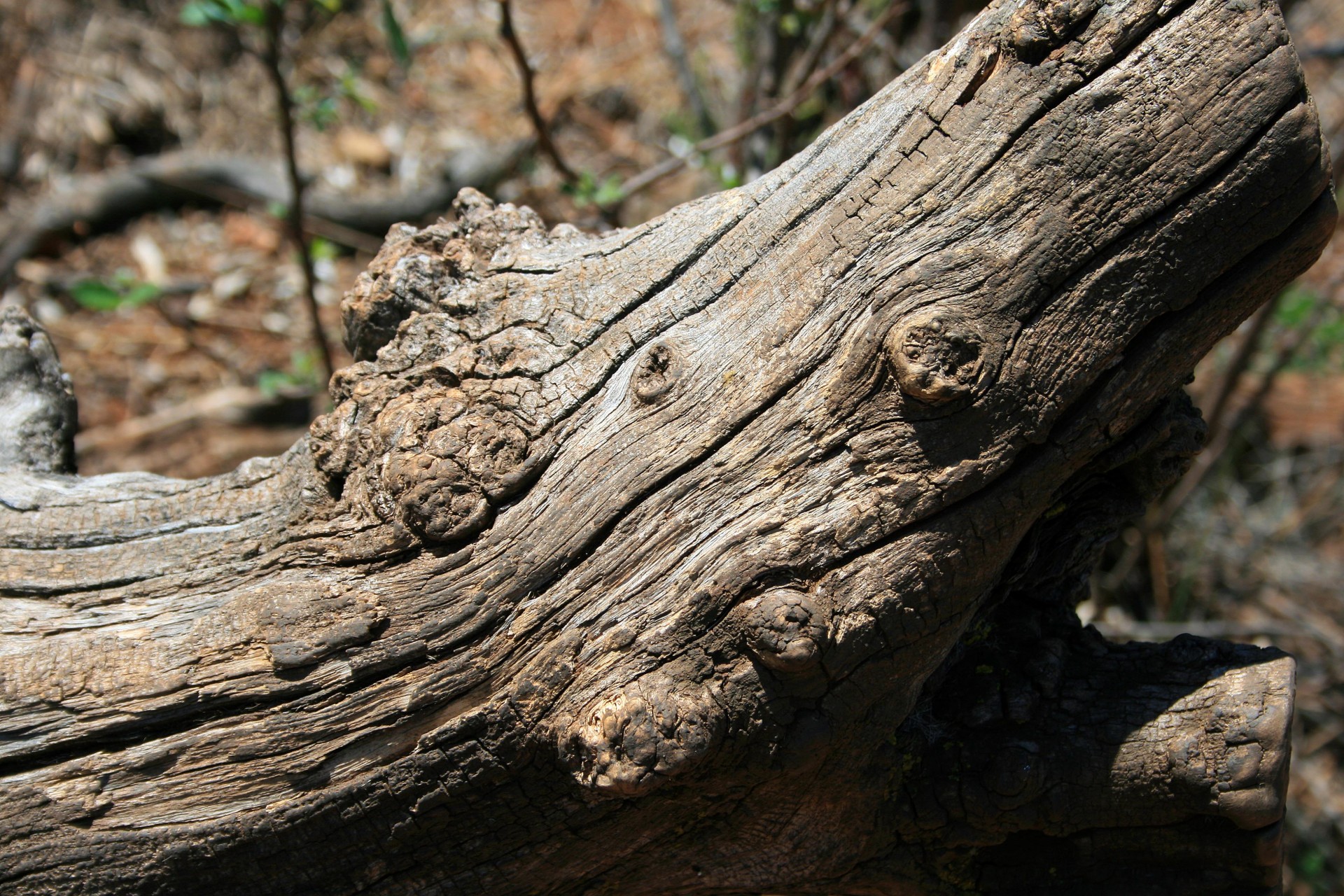 wood log dry free photo