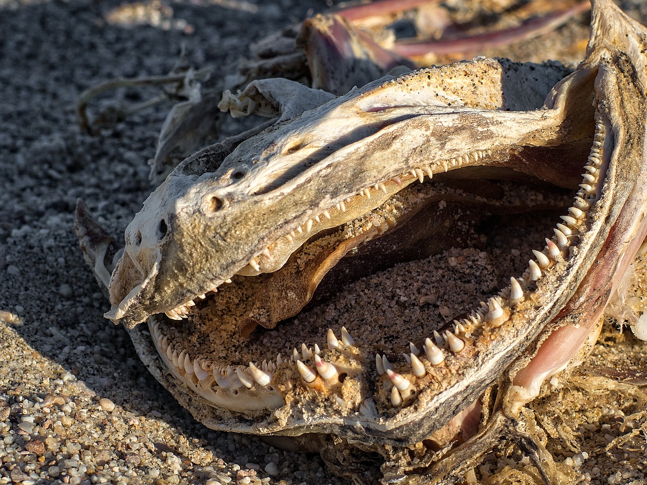 dead fish decay fish free photo