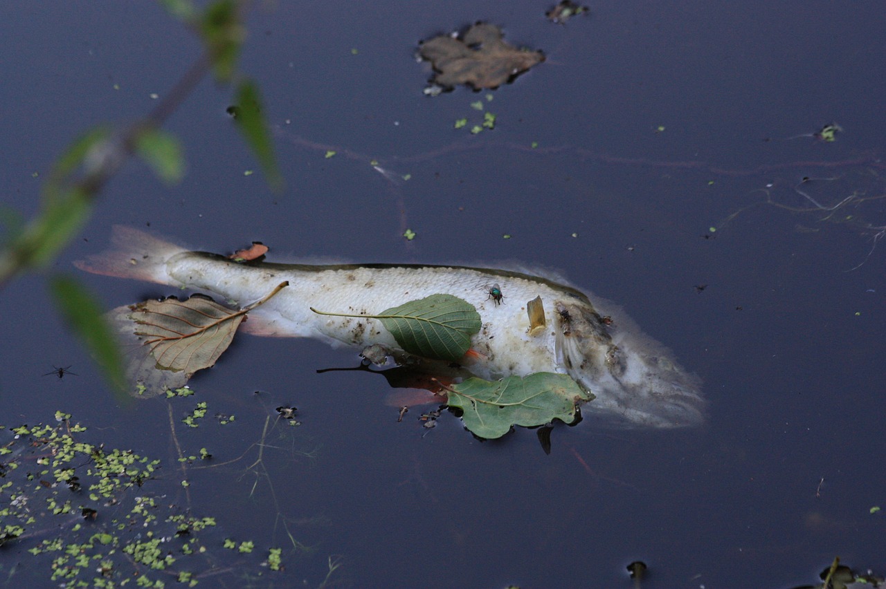 dead fish pond przyducha free photo