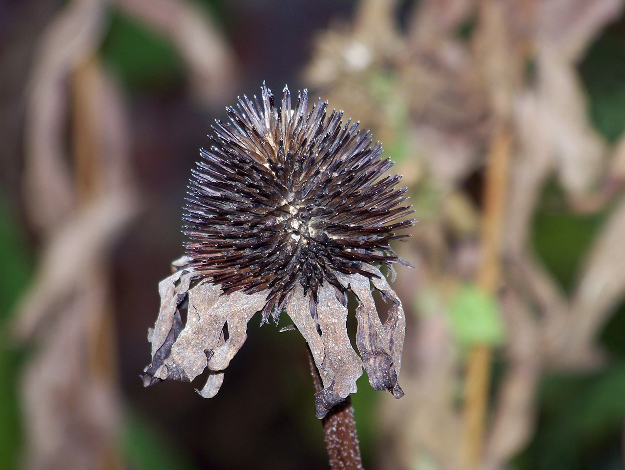 dead flower autumn free photo