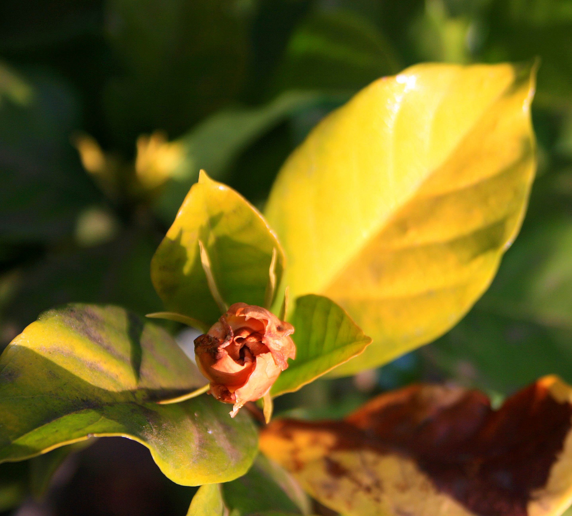 flower crumpled dry free photo