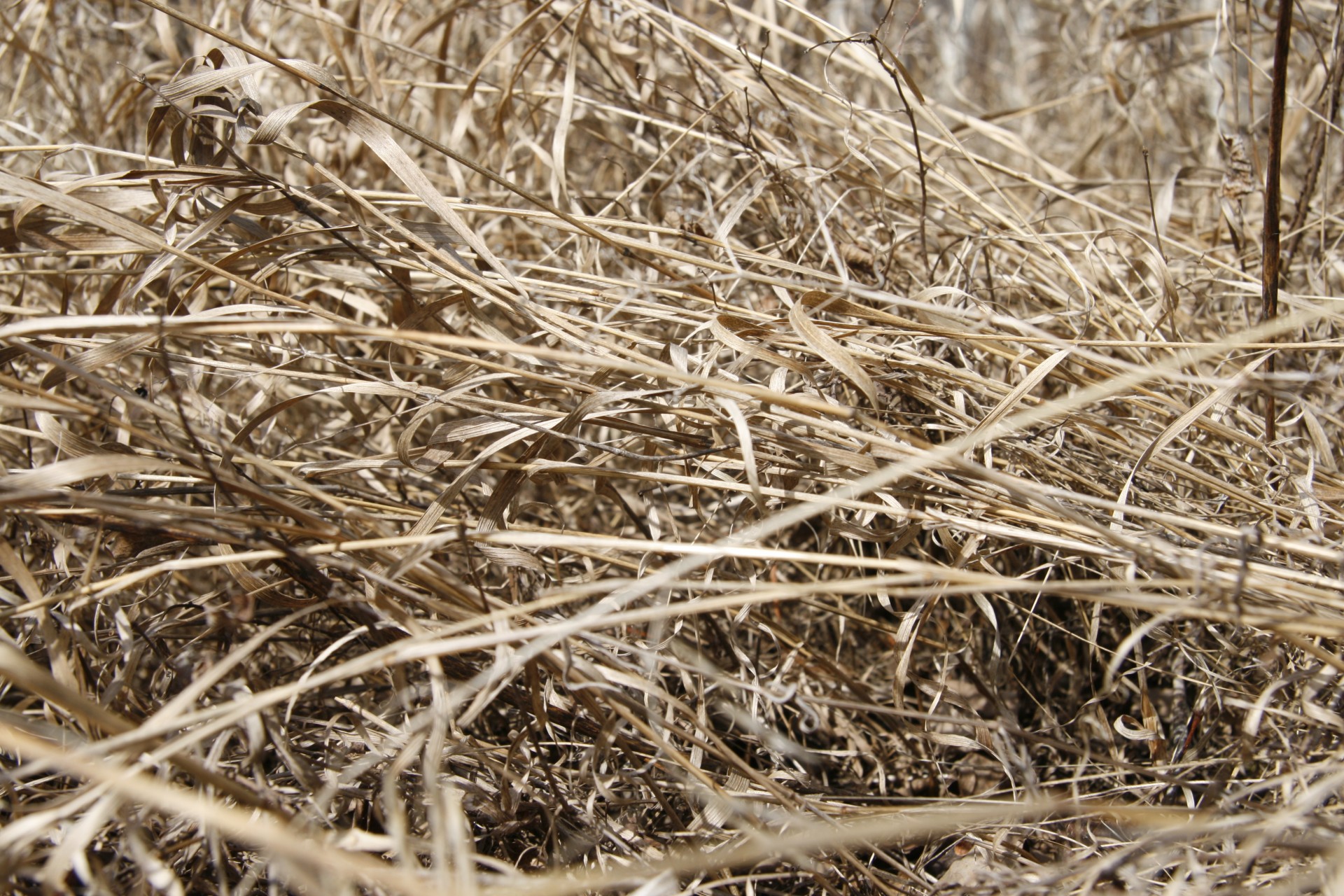 dead grass dead grass free photo