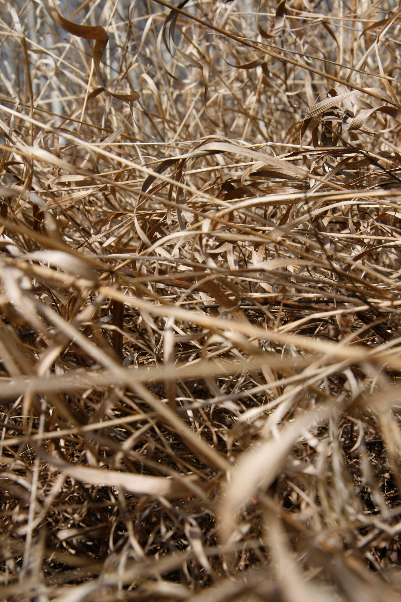 dead grass dead grass free photo