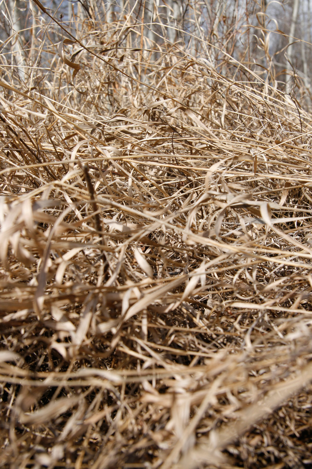 dead grass dead grass free photo