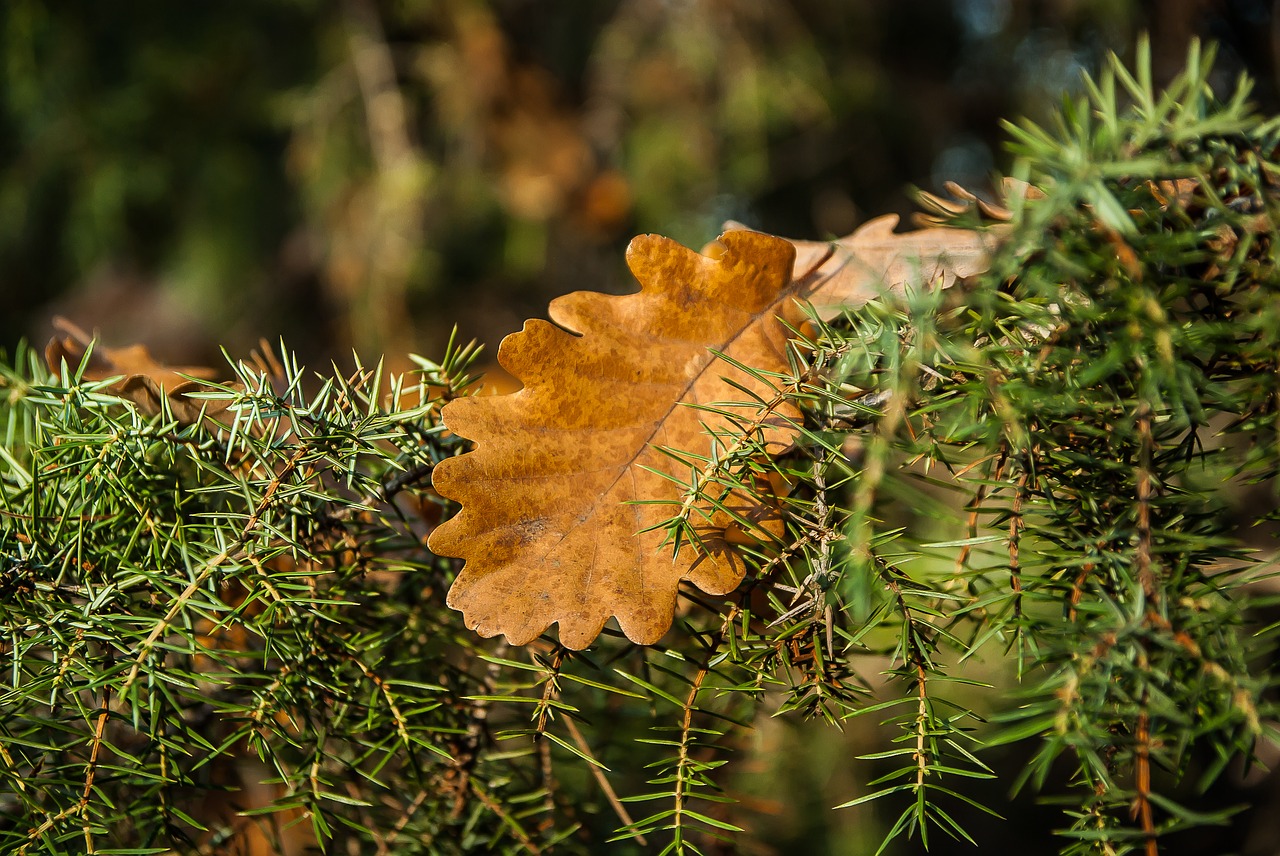 dead leaf rosemary oak free photo