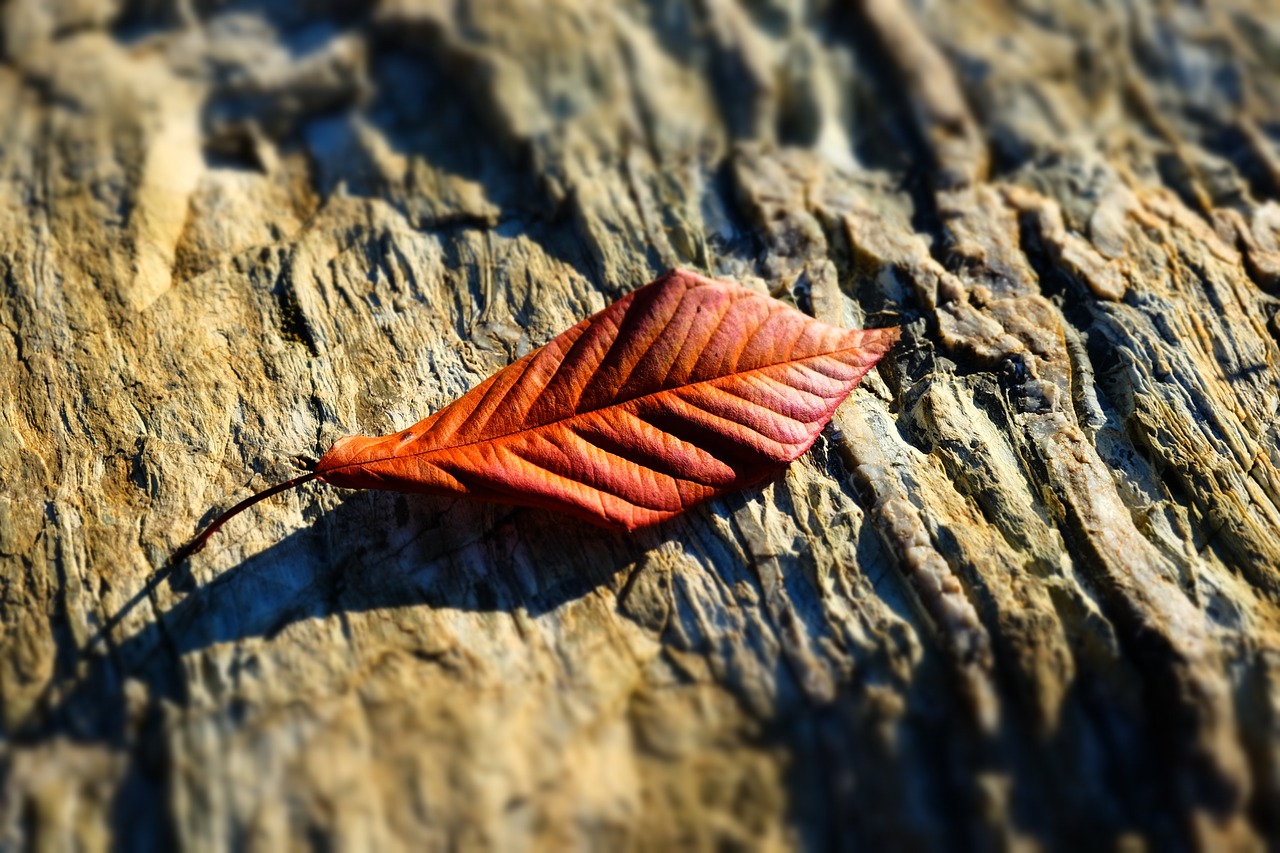 dead leaf  winter  stone free photo