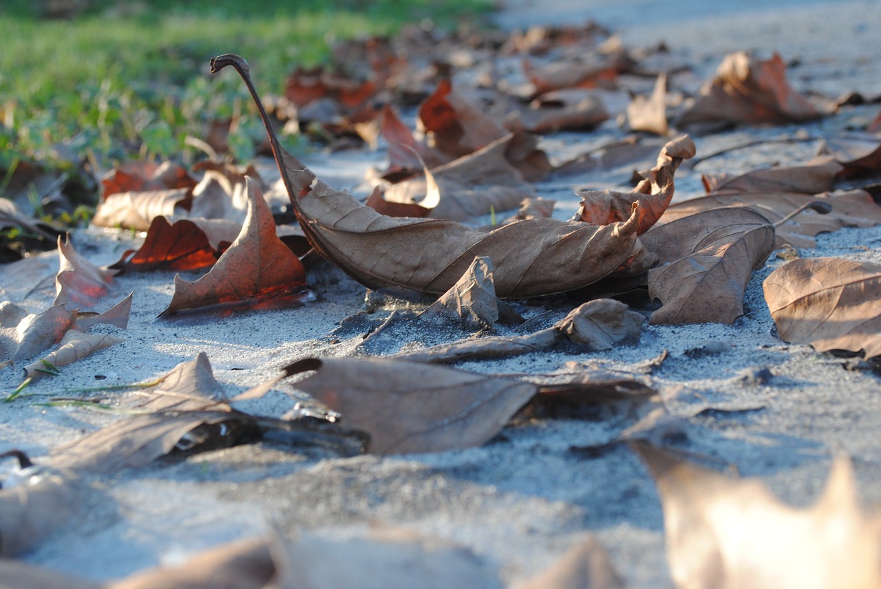 dead leaf winter nature free photo