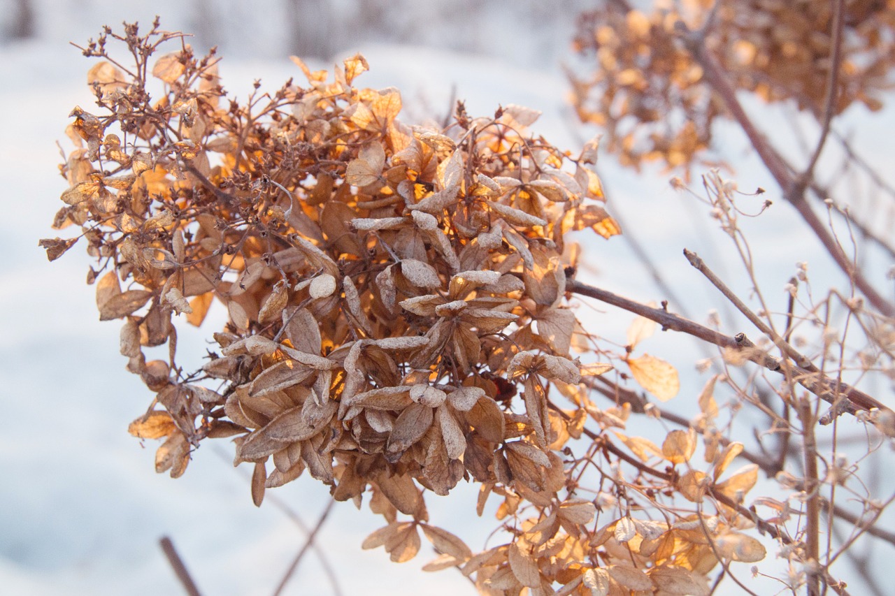 dead leaves winter snow free photo