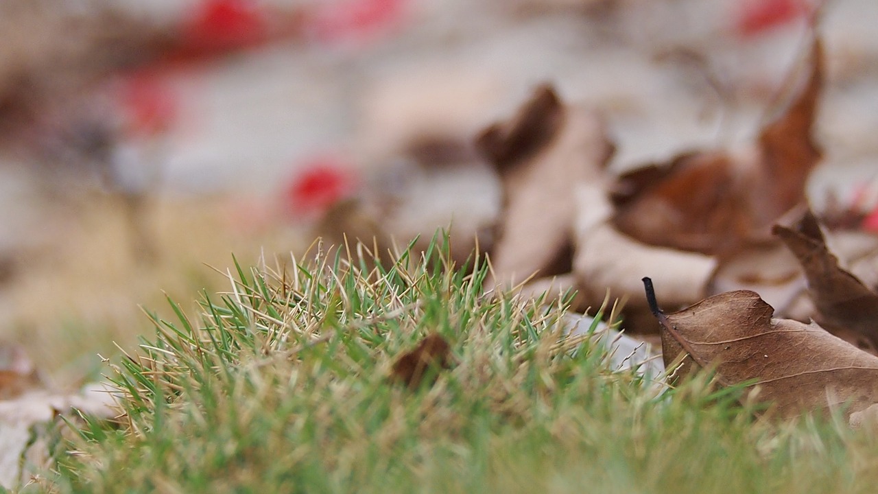 dead leaves grass natural free photo