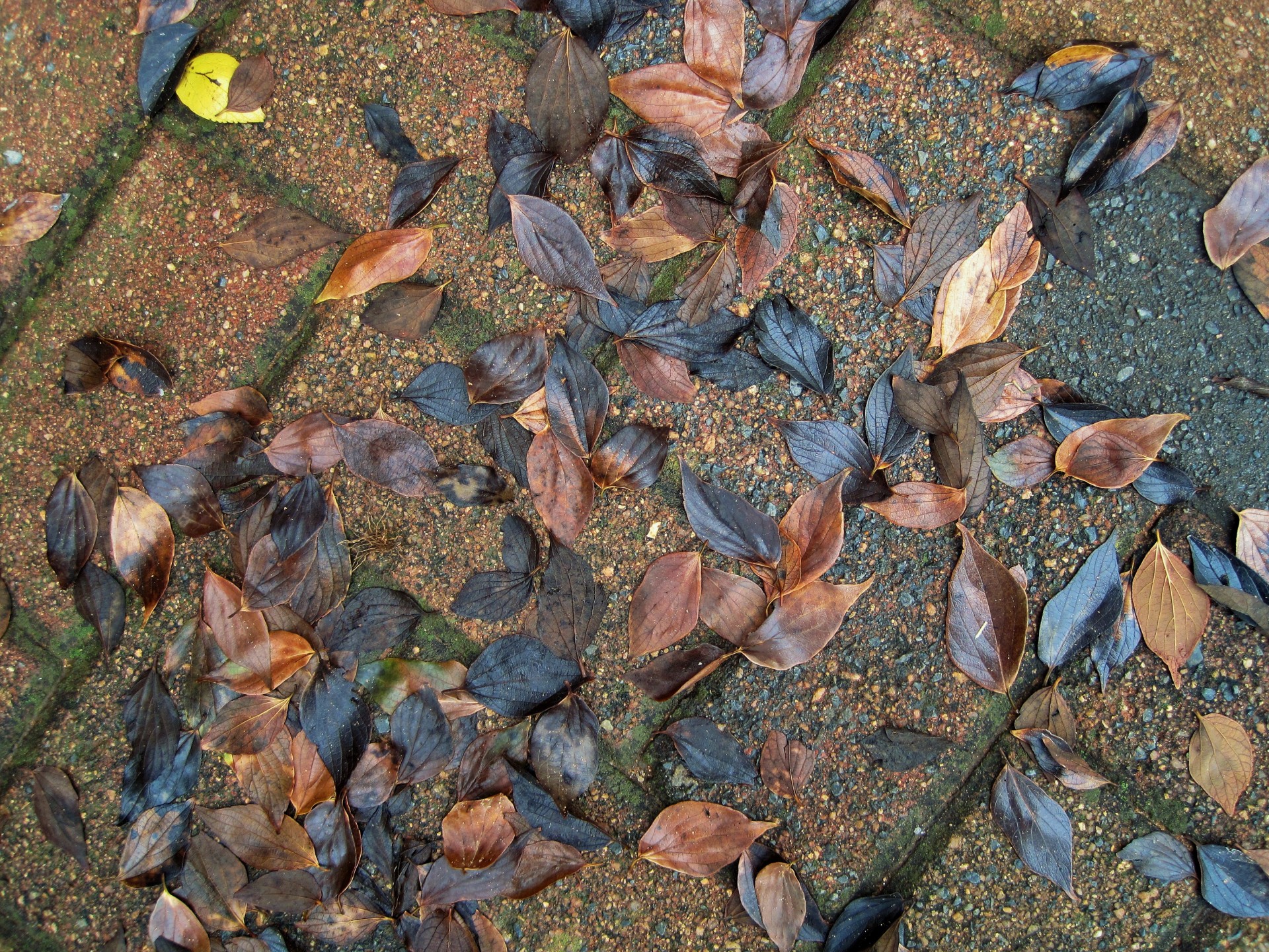 paving leaves dead free photo