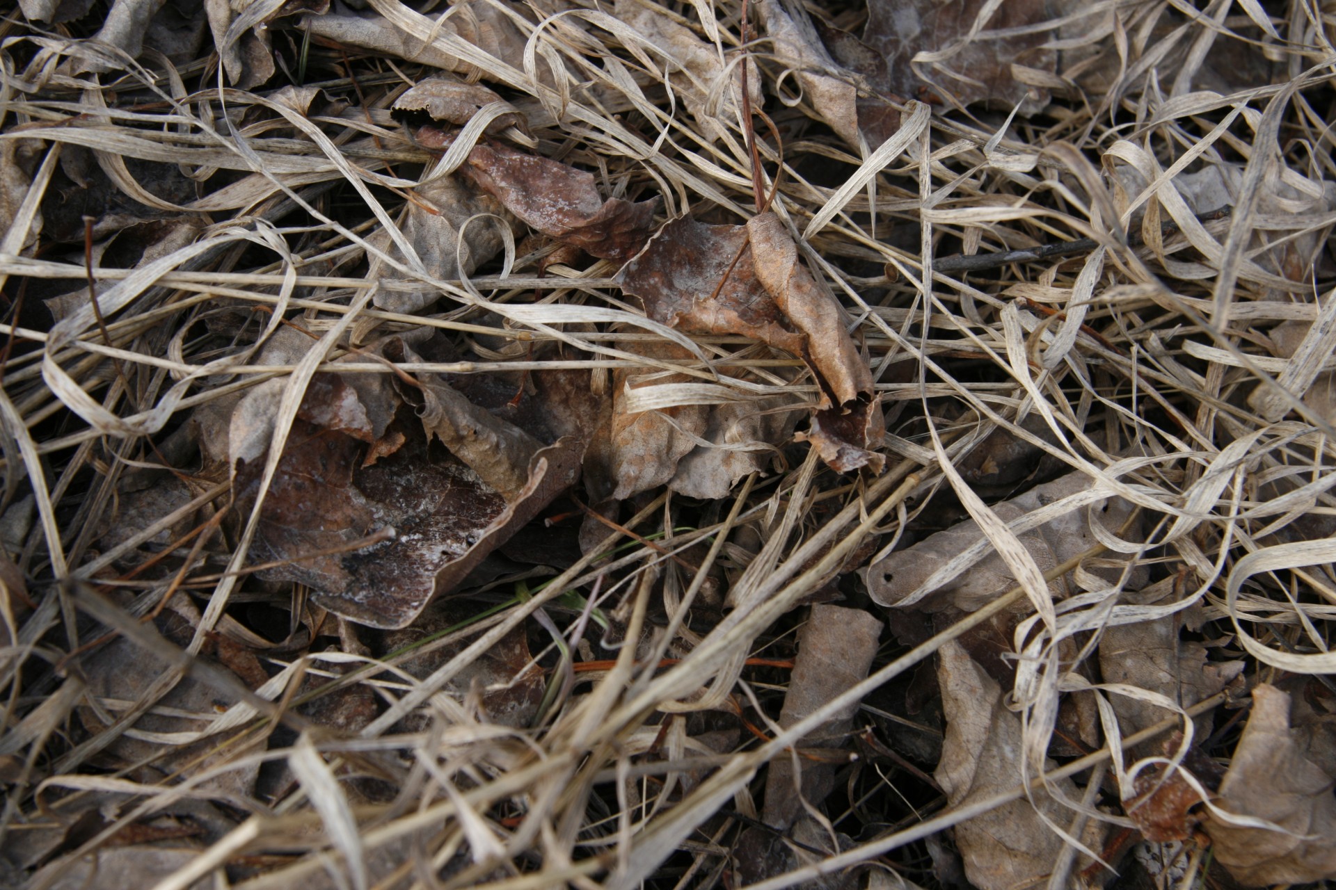 dead leaves grass free photo
