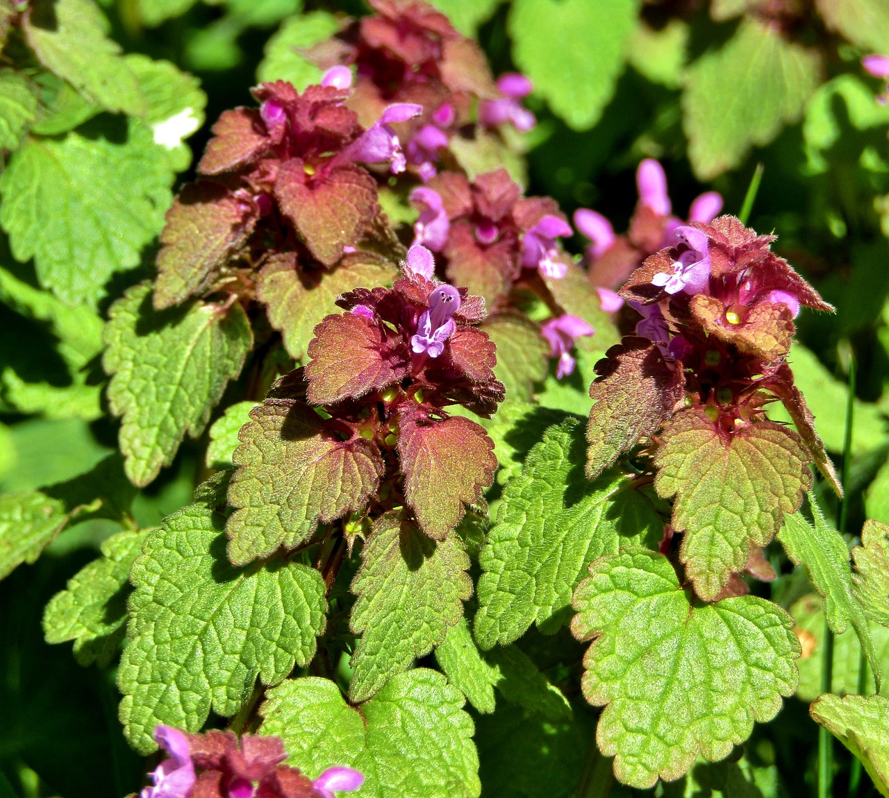 dead nettle  weed  meadow free photo