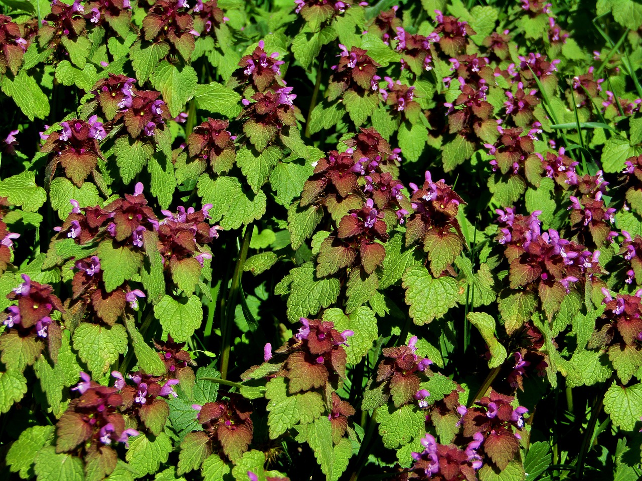 dead nettle  purple flower  petals free photo