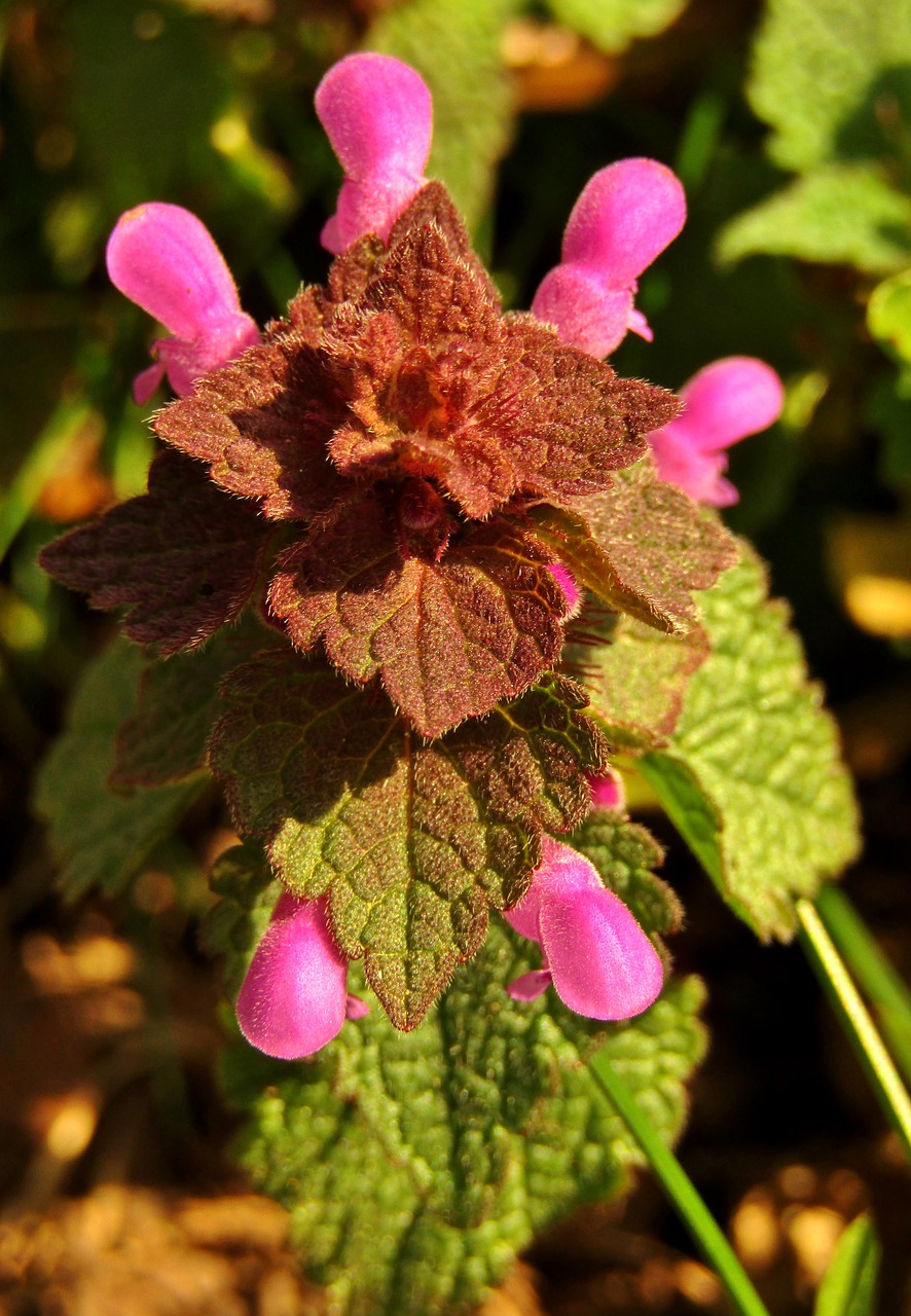 dead nettle  weed  meadow free photo